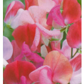 Lathyrus_odoratus_Perfume_Duet