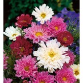 Scfhmuckkörbchen_Cosmos_bipinnatus_Double_Click