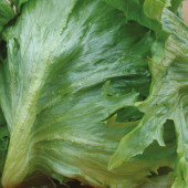 Salat Eisbergsalat Kraussalat Frisée de Beauregard
