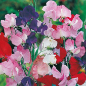 Lathyrus odoratus Galaxy mixed