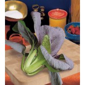 Pak_Choi_Red_Choi 