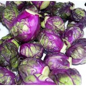 Rosenkohl_Rote_Rubine