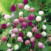 Gomphrena_Mix