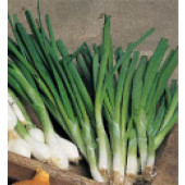 FrühlingsZwiebel_White_Lisbon_Saatband 