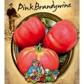 Tomaten Fleischtomate Pink Brandywine