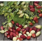 Erdbeeren alpina_red_&_Cream