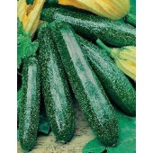 Zucchini_Primula