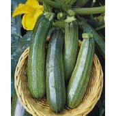 Zucchini_All_Green_Bush