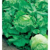 Salat_Eisbergsalat_Webbs_Wonderful