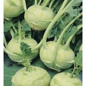 Kohlrabi_Superschmelz