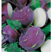 Kohlrabi_Ballot_F1