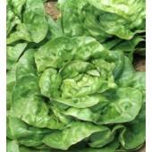 Salat Kopfsalat All The Year Round