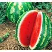 Melone Wassermelone Anguria Crimson Sweet
