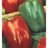 Paprika_California_Wonder_Blockpaprika