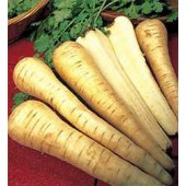BIOSAATGUT_Pastinake_Tender&True