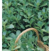 Gemüsesamen_Portulak_Portulaca oleracea