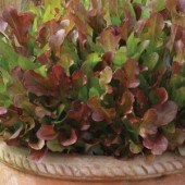 Salat_rot