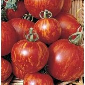 Tomaten_Tigerella_gestreift