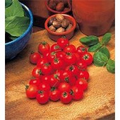 Tomaten_Balkontomate_Garden_Pearl