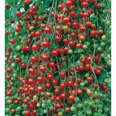 Tomaten_Kirschtomate_Sweet_Million_F1