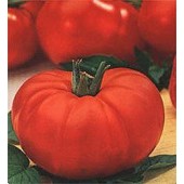 Tomaten Fleischtomate Marmande 