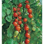 Tomaten_Gardeners_Delight