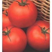 Tomaten Outdoor Girl