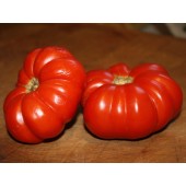 Tomaten_costoluto