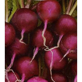 Radieschen_Viola
