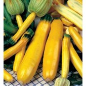 Zucchini_Gold_Rush