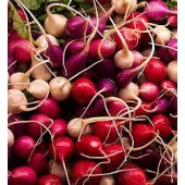 Radieschen_Salat_Mix