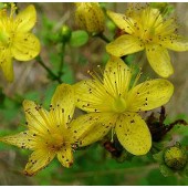 Hypericum perforatum