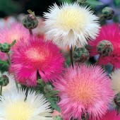 Amberboa_Sultan_Giant_Mixed_Moschusflockenblume