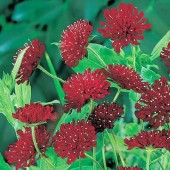 Knautia_macedonica_Mazedonische_Witwenblume