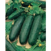 Salatgurke_marketmore_76_F715