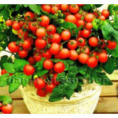 Tomaten Balkontomate Koralik BIO