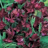 Lathyrus_Beaujolais