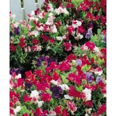 Lathyrus_bijou_Duftwicke