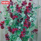 Lathyrus_odorarus_solway_velvet_Duftwicke