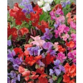 Lathyrus_Spencer_Mix