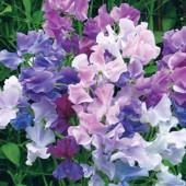 Lathyrus_twilight_Edelwicke