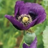 Papaver somniferum Lauren's Grape