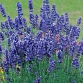 lavendel_hidcote_strain