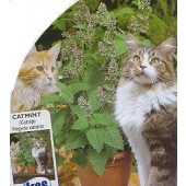 Nepeta_cataria_Katzenminze