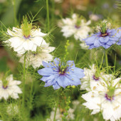 Nigella damascena Love in a Mist Biosamen