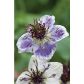 Nigella_delft_blau_J23280
