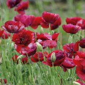 Papaver rhoeas Pandora