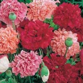 Papaver_somniferum_paeony_mix