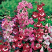 Bartfaden_Penstemon_Sensation_mix