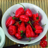 Chillis_bhut_jolokia